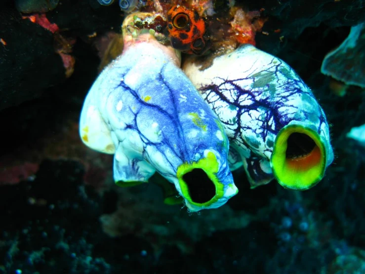 a colorful fish sits on the ocean floor