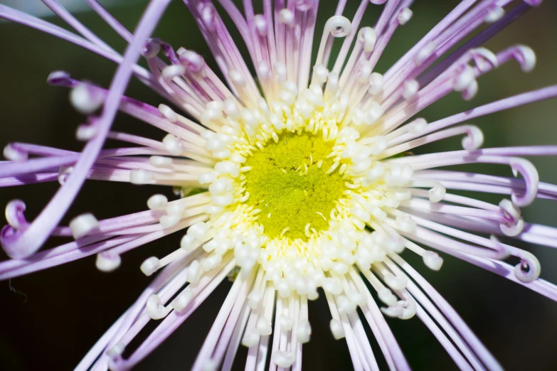 a close up view of the inside of a white and purple flower