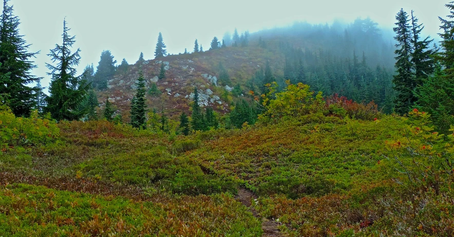 trees and grass cover a hill with tall trees