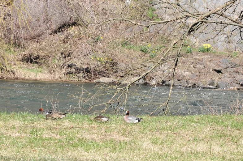 three geese near the water on a sunny day