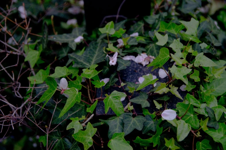 many plants and leaves growing up on the ground