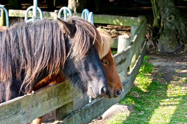 two brown horses are sticking their heads over a wooden fence