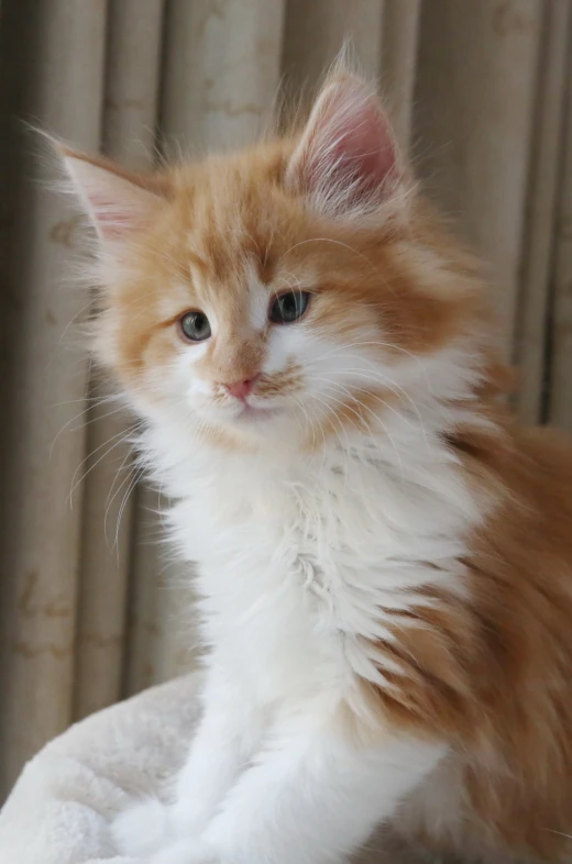 a little cute orange and white kitten sitting on a blanket