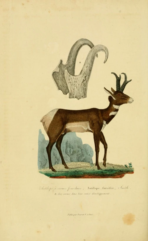 an antique drawing of a deer and a bat
