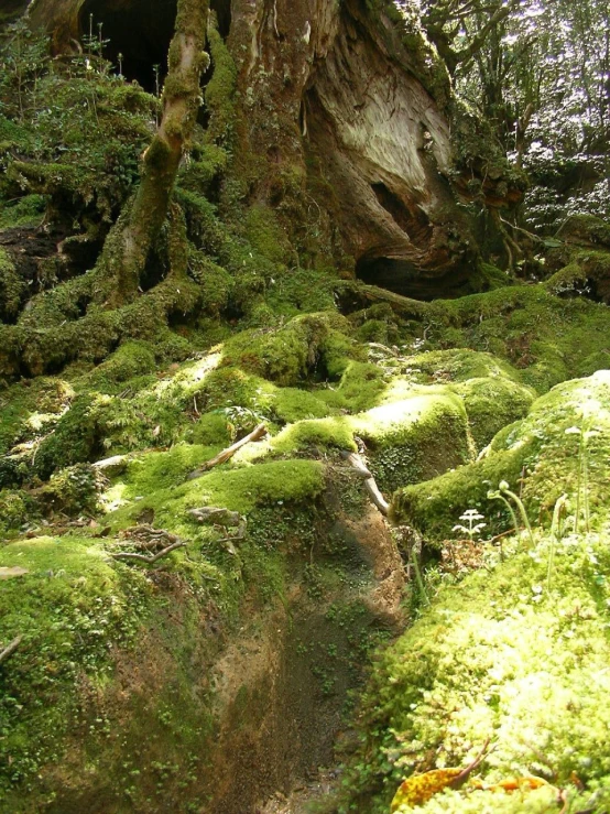 a dirt path winding through green moss covered rocks