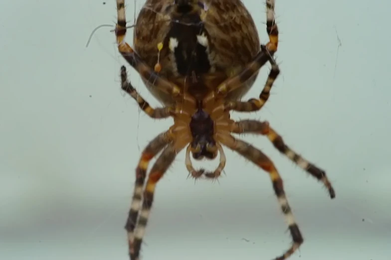 a large spider with an upside down tail