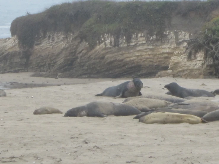 several walins laying down on a beach with a cliff behind them