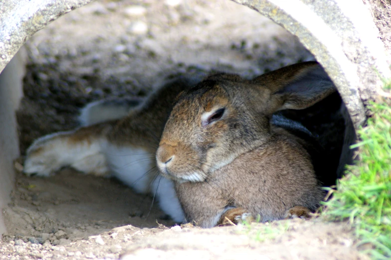 a rabbit sitting in the middle of a tunnel