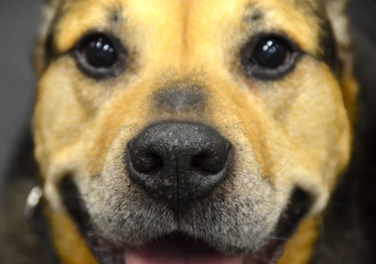 a closeup s of a yellow dog's face