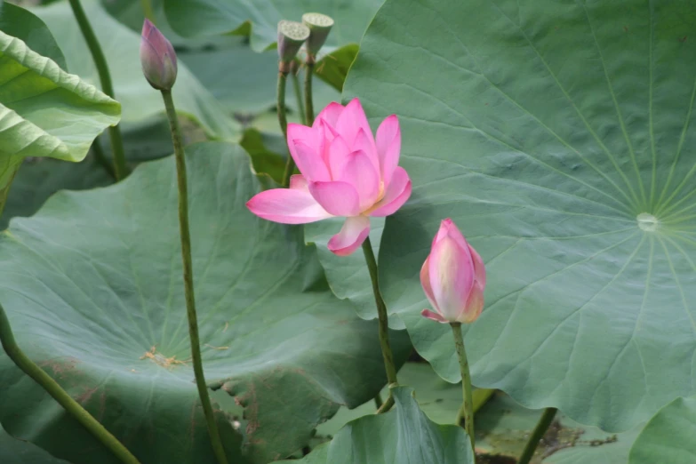 pink lotus flowers blooming in the center of a large body of water