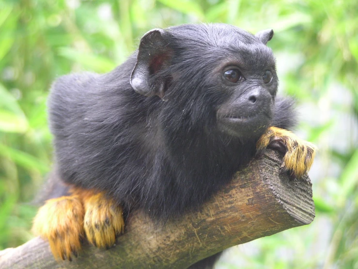 small black monkey with brown eyes resting on a tree limb