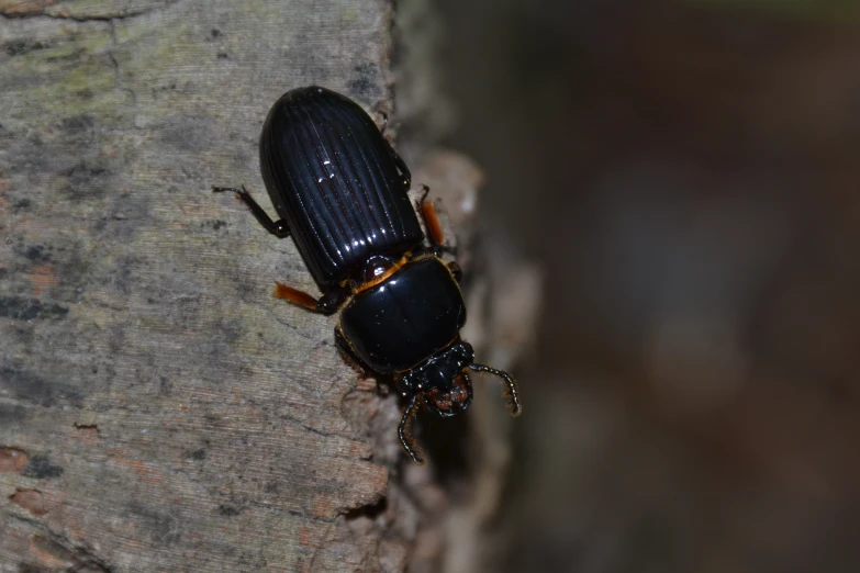 a beetle is laying on the edge of a wooden structure