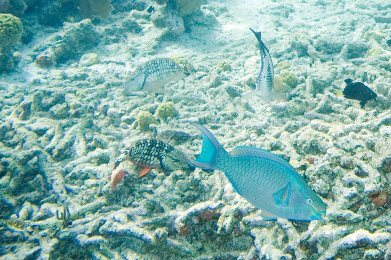 three fish are swimming near many corals