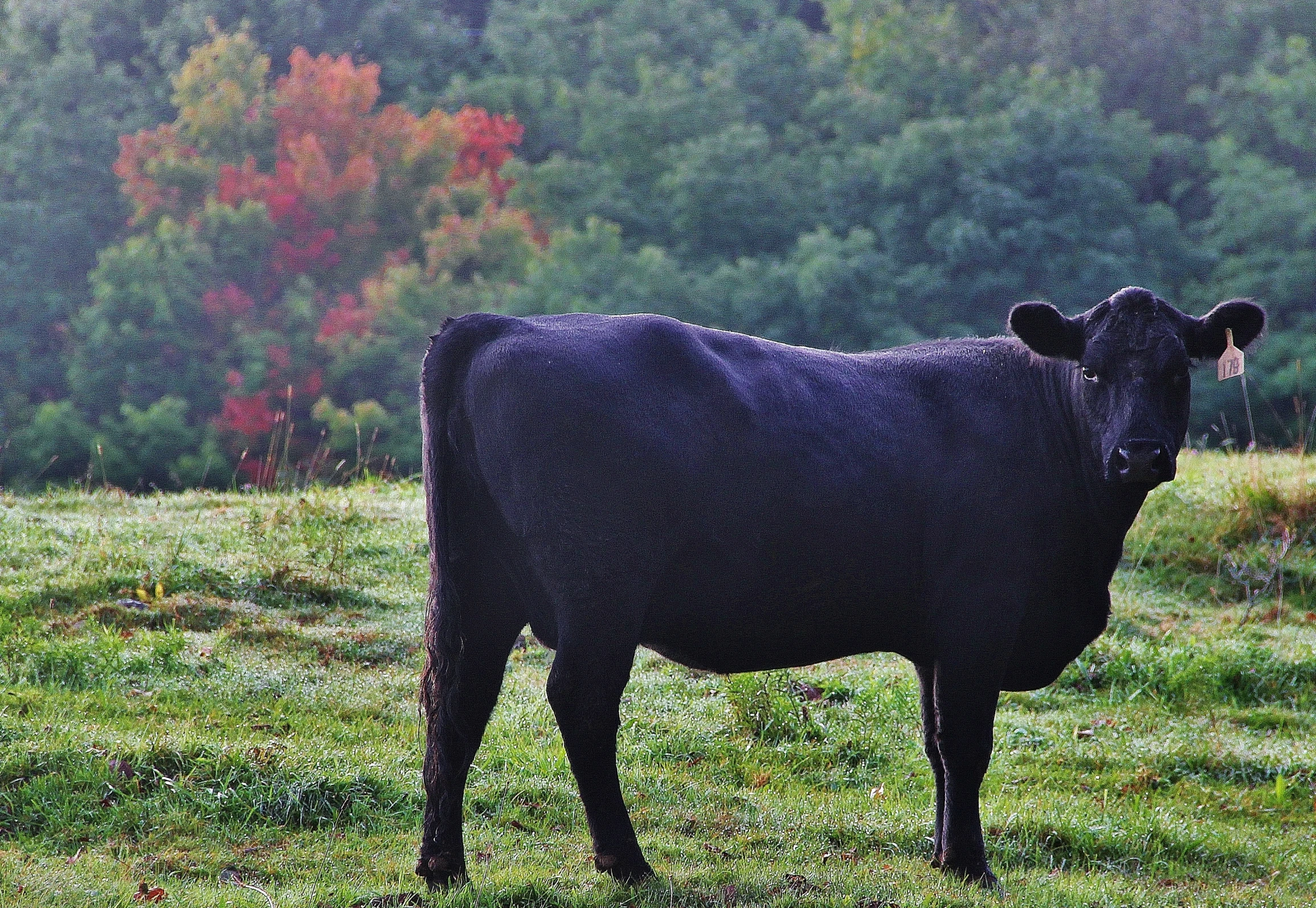 a cow stands in a grassy field in the fog