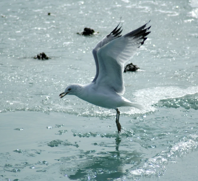 seagull taking flight over water with its beak in it's mouth