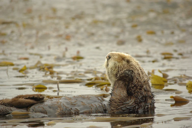 an animal that is in the water and looking at soing