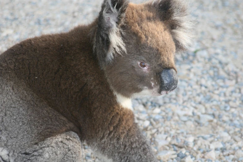 a close up of a koala on some rocks
