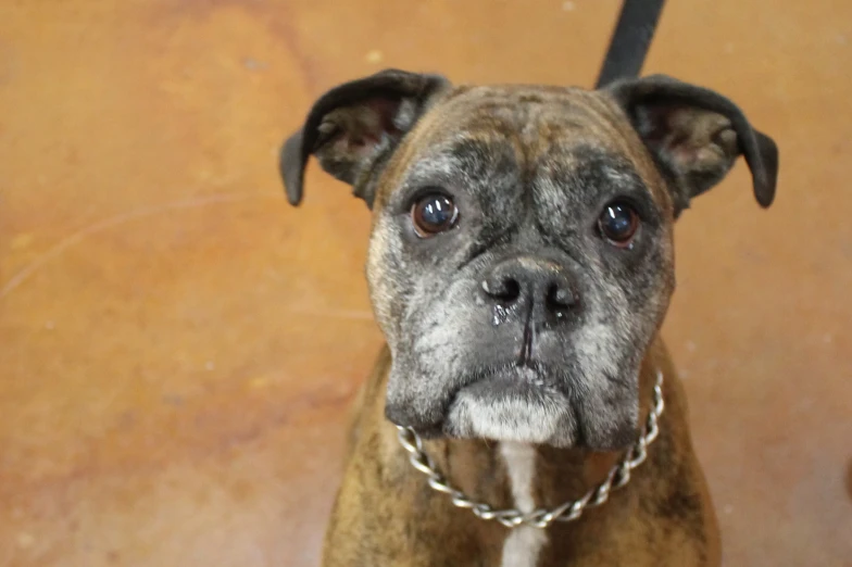 a brown dog standing on top of a tile floor