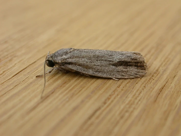 a moth that is sitting on a wood table