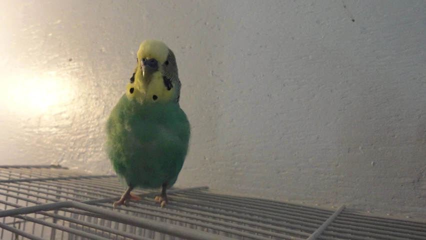 a green bird with yellow beak stands on a cage