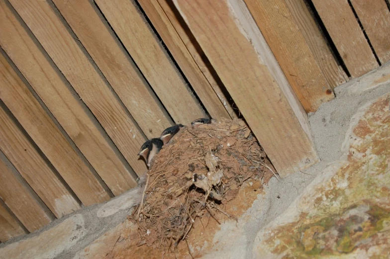 two birds are perched on the top of an enclosed wooden structure