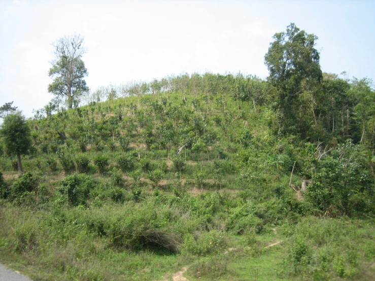 a hill that has trees on it