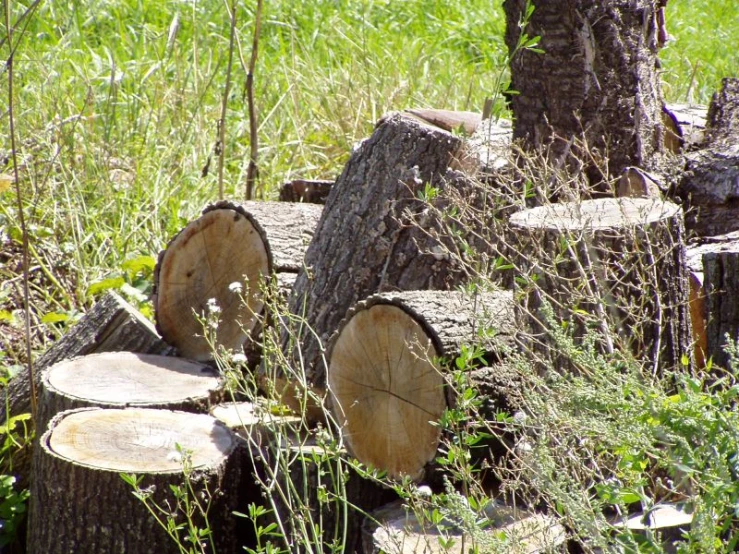 some tree stumps that have been cut down