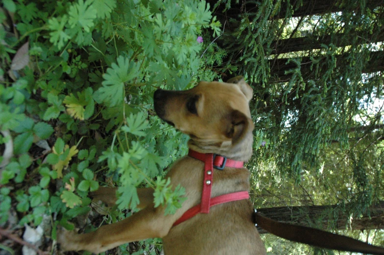 dog in the woods sniffing the foliage on the ground