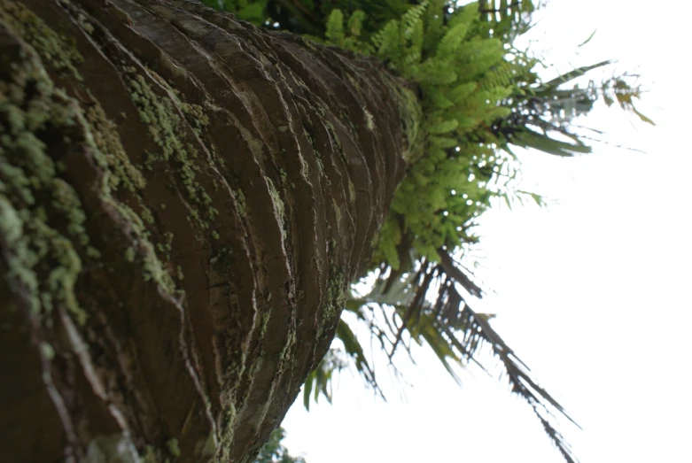 a tree with green moss on it against the sky