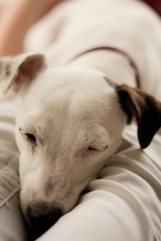 dog sleeping on someones couch with his head resting on his pillow