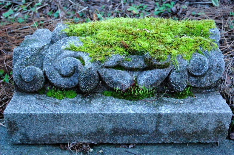 a rock with a moss growing on top