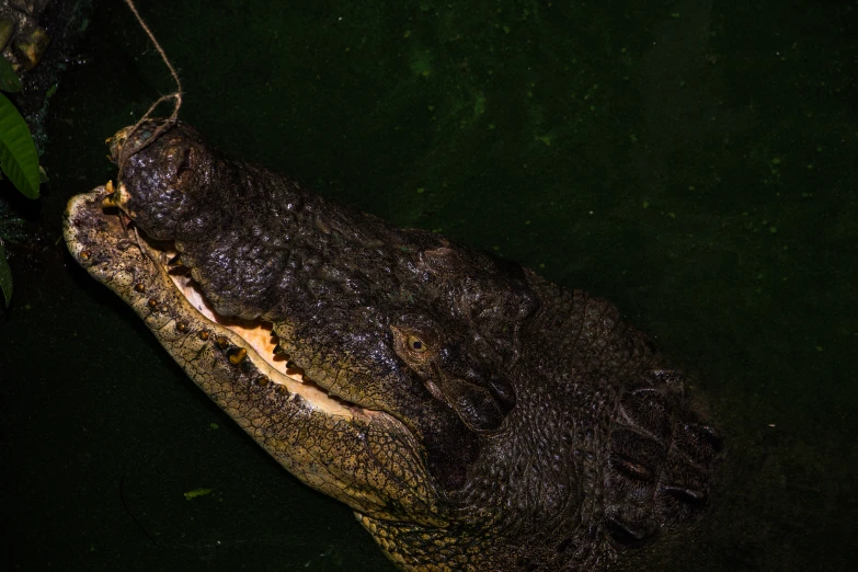 an alligator with green leaves is in dark water