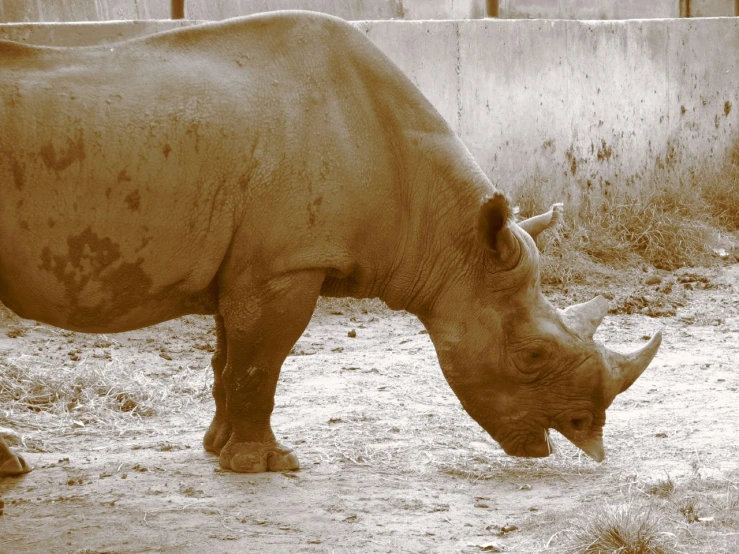 a brown rhino and a brown horse in their pen