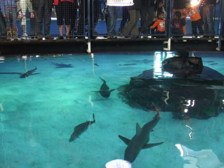 a zoo is filled with visitors watching black - footed sharks
