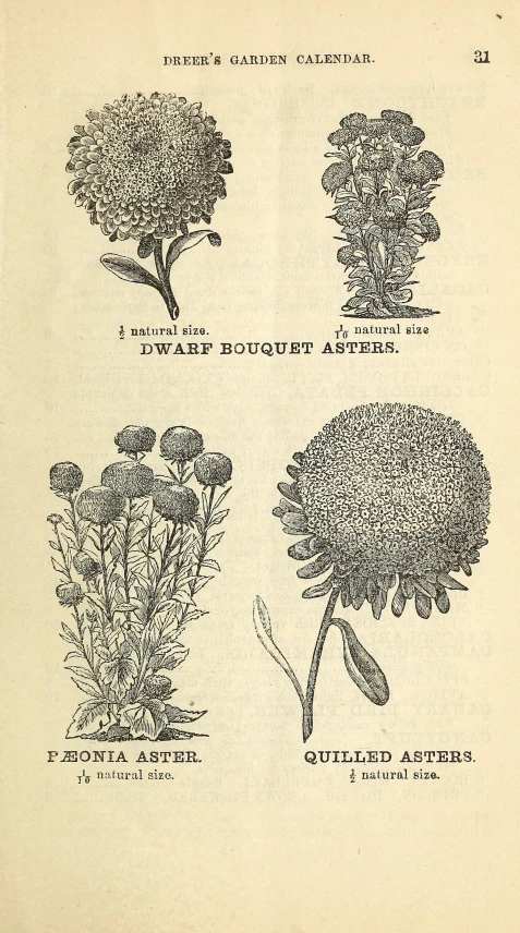 several types of flowers on an old book