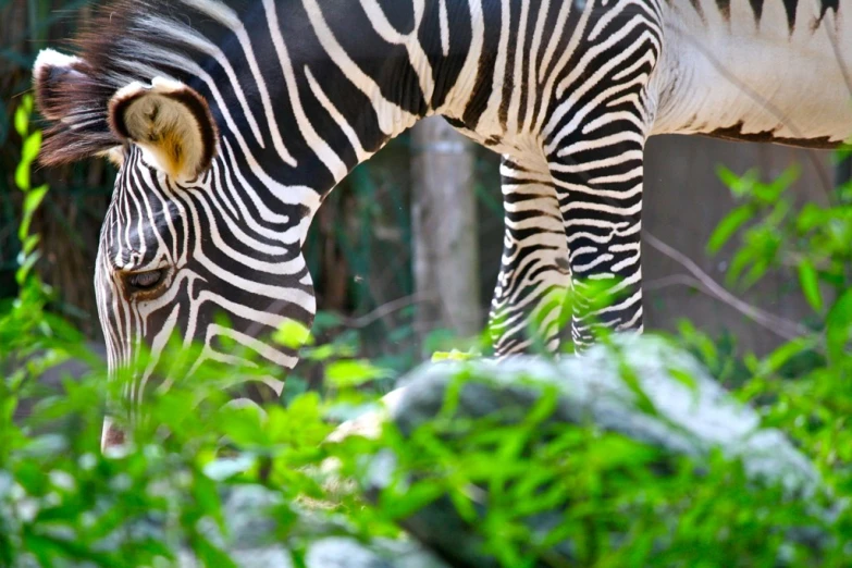 a ze is grazing grass in its pen