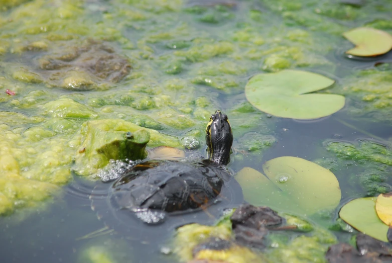 an alligator's head submerged in the green water