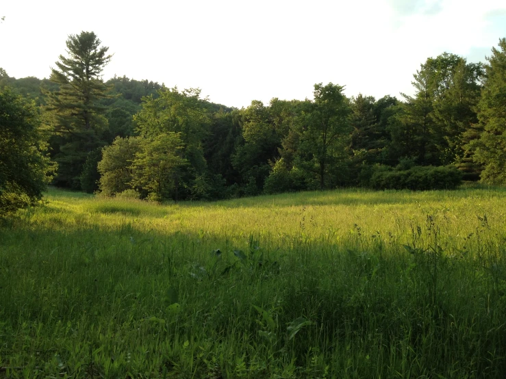 an open field that is covered with tall grass