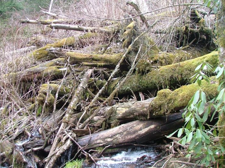 a bunch of moss covered logs in the middle of a woods