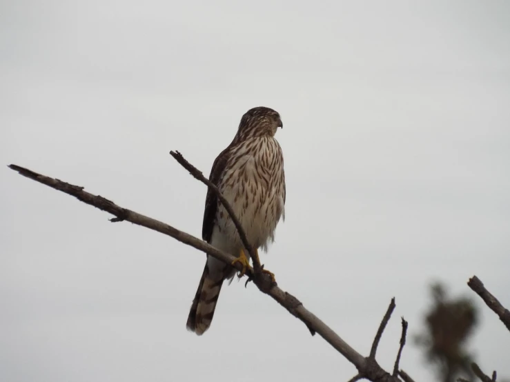 a hawk sitting on top of a tree nch