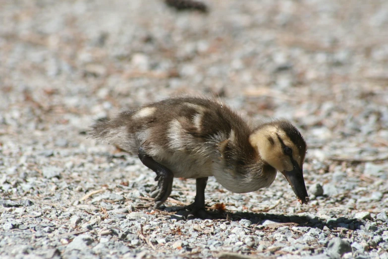 a duck standing in a pile of rocks