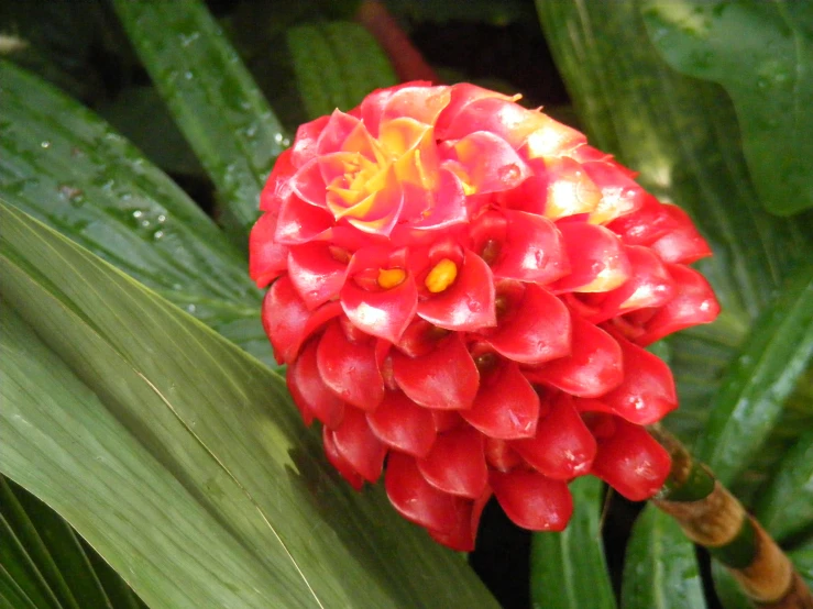 red flower in large green plants with water drops