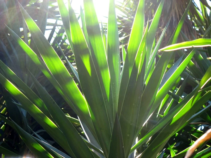 a large plant with green leaves in the sunlight