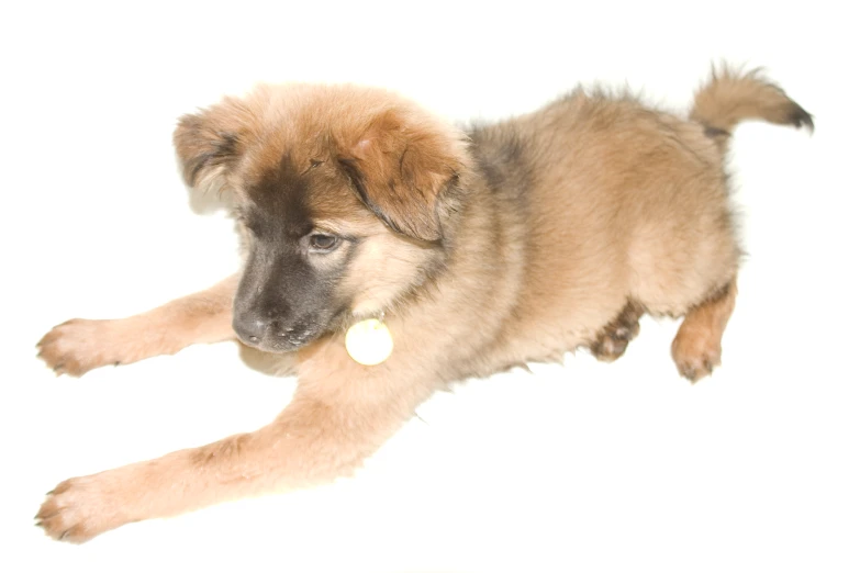 small brown and white puppy sitting down