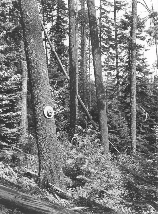 a black and white po of a forest area