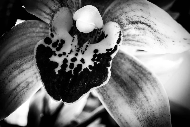 an open flower with white and black markings on the petals