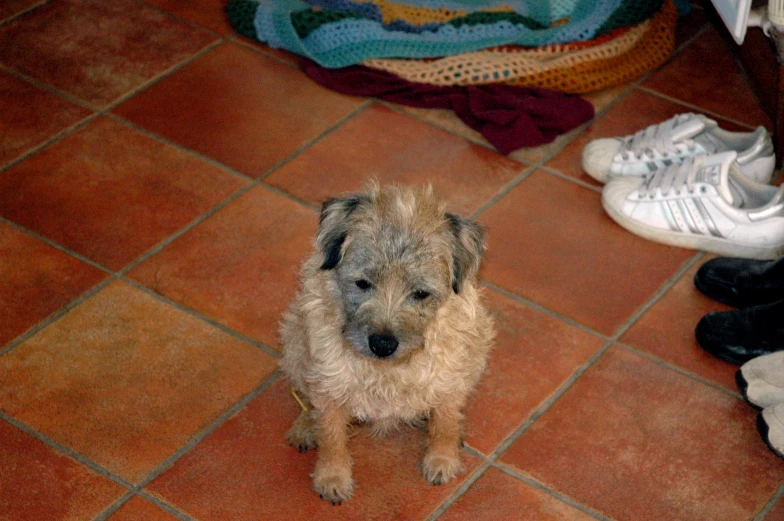 a dog sitting on the floor next to shoes