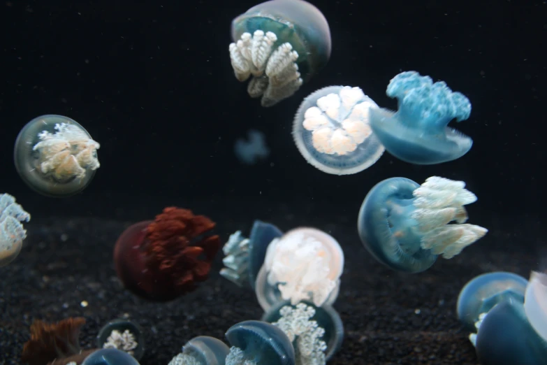 colorful jellyfish swimming in an aquarium together