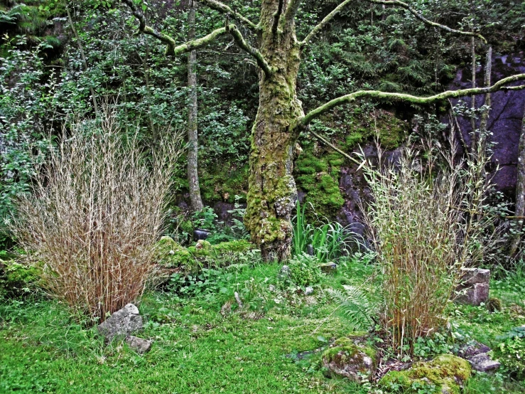 two different plants are growing in the grass