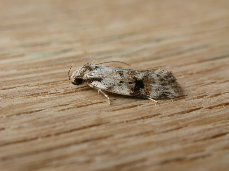 a very tiny white and brown insect on a wooden surface